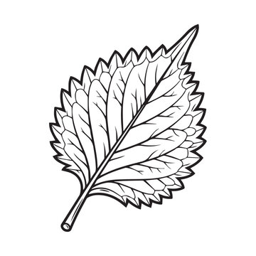 Line Art Perilla Leaf with Jagged Edges and Vein Detail on White Background