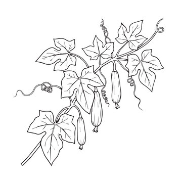 Luffa Gourd Vine with Leaves and Tendrils Hand-Drawn Line Art Isolated on White