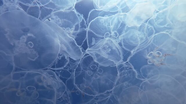Camera descends, revealing panoramic view of vast mass of translucent Moon jellyfish beneath turquoise surface of ocean.  Cluster of jellyfish against backdrop of bright blue sky.
