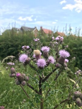 Creeping Thistle flowers with soft focused village in background