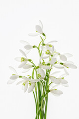 Przebiśniegi na białym tle – jasna wiosenna kompozycja kwiatów © Elżbieta Kaps