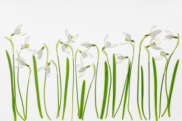 Przebiśniegi na białym tle – jasna wiosenna kompozycja kwiatów © Elżbieta Kaps