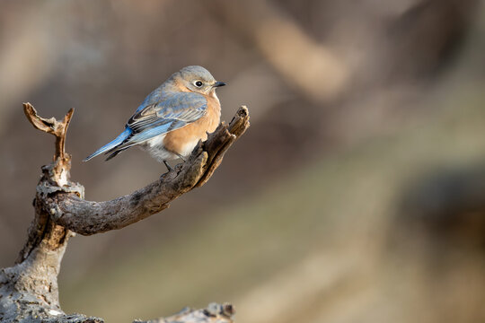 Eastern Bluebird Resting on Curved Branch in Soft Light