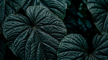 Fototapeta premium Dark green textured leaves creating natural pattern background