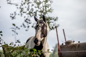 horse and foal © oleg