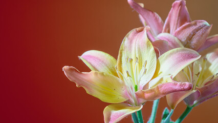 Fototapeta premium Soft pink lily against warm backdrop, delicate petals and yellow stamen highlighted by studio lighting clean composition emphasizes texture and color