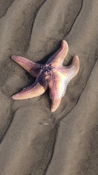 Pink starfish on the beach on fine sand at low tide