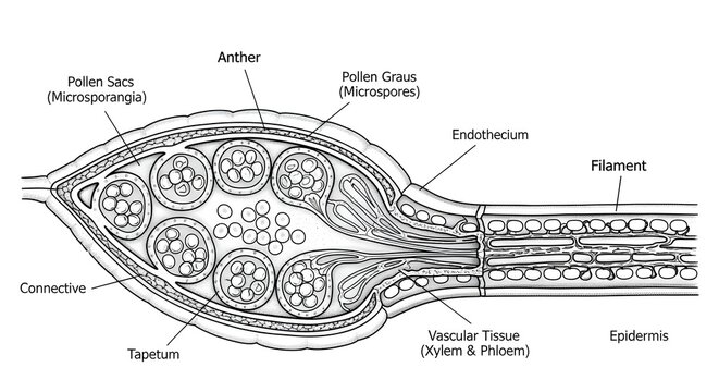 Longitudinal section of an anther showing pollen sacs with developing pollen grains, tapetum, endothecium, connective tissue, filament and vascular tissue containing xylem and phloem, illustrating mic