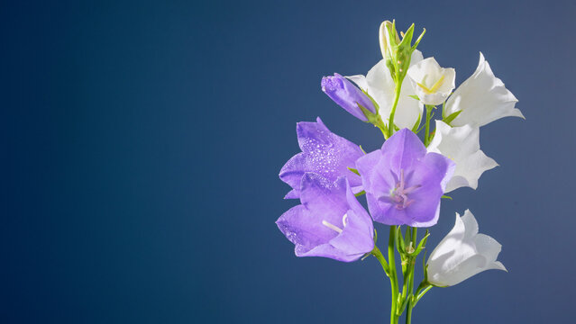 Purple bellflower cluster against blue, delicate bell shapes and slender stems, gardener inspecting summer border, soft cool lighting and tranquil