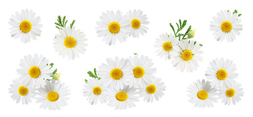Fototapeta premium Big daisy flower collection on white background
