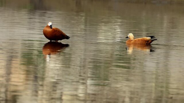 Closeup of a ruddy shelduck pair (Tadorna ferruginea) swimming and resting peacefully in the clear flowing waters of the beas river during a calm winter morning in mandi, himachal pradesh, India.