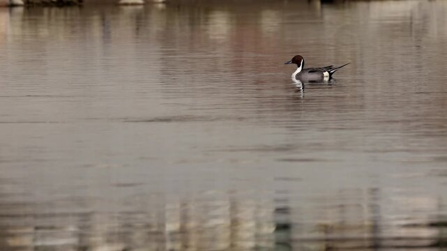 Closeup wildlife footage of a northern pintail duck (Anas acuta) swimming calmly in the clear flowing waters of the Beas river during a peaceful winter morning in Mandi, Himachal Pradesh, India.
