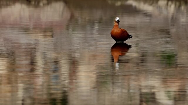A close-up wildlife video showing a Ruddy Shelduck (Tadorna ferruginea) perched in shallow water of the Beas River during winter in Mandi, Himachal Pradesh, India.