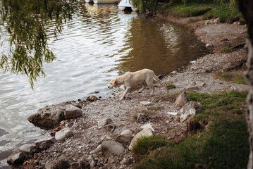 Fototapeta premium A dog is hunting on the shore of a lake.