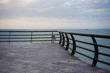 Obraz premium A dog is standing on a pier. A pier on the seashore.