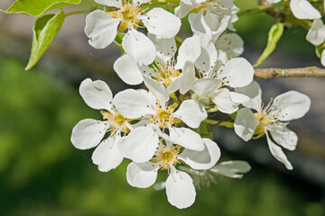 Fototapeta premium closeup of white pear blossoms - Pyrus calleryana