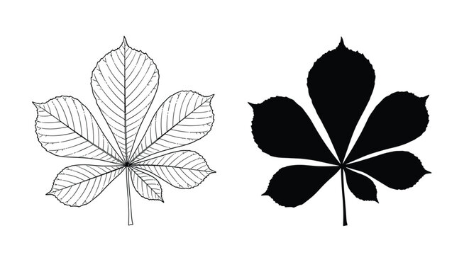 Horse chestnut leaf shown as a detailed botanical line drawing and a solid black silhouette on a white background.