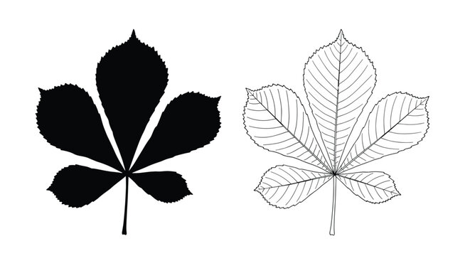 Comparison of a horse chestnut leaf in a solid black silhouette and a detailed black and white line drawing on white.