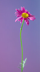 Pink daisy standing tall against soft mauve gradient, narrow stem with tiny leaf, layered petals showing subtle wear, peaceful studio aesthetic © ossyffer
