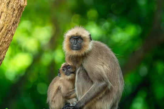 A mother langoor feeding her baby