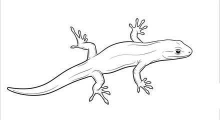 Fototapeta premium Detailed line drawing of a small lizard or gecko shown from a top-down perspective, isolated on a clean white background.