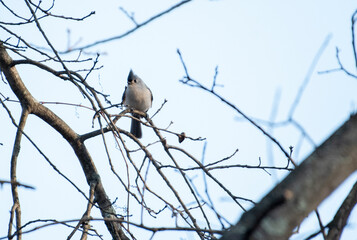 Tufted Titmouse © Neil