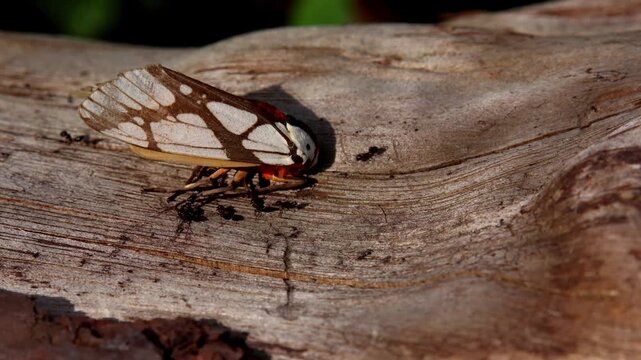 Closeup wildlife footage showing a group of Crematogaster ants feeding on the body of a dead Milky Tiger Moth (Areas galactina) on the forest floor during daytime in Himachal Pradesh, India.