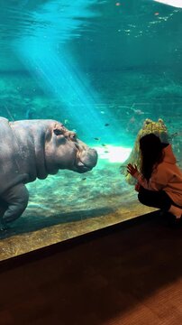 Hippopotamus standing underwater in aquarium being watched by visitor. Hippo standing behind glass, girl in hoodie watching, sunbeams through blue water, side view interaction.