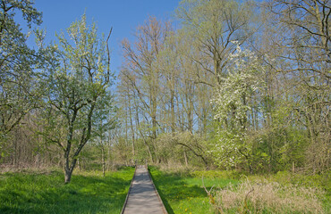 Fototapeta premium Boardwalk along a meadow with blossoming trees in Parkbos nature reserve, Ghent, Flanders, Belgium