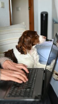 Woman Working From Home On Laptop With Breton Spaniel Dog Watching From Sofa Behind, Remote Work Lifestyle, Dog Companionship And Cozy Domestic Wellbeing