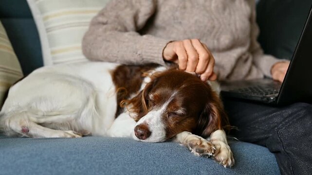 Woman Gently Petting Sleeping Brittany Spaniel While Using Laptop On Sofa, Human Animal Bond, Cozy Home Lifestyle And Everyday Life With Pets, remote Working from home with pets