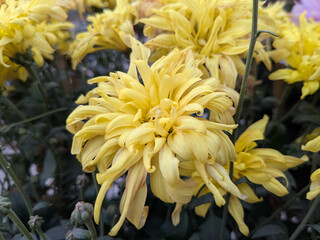 Fototapeta premium Yellow Chrysanthemum Spider Mum Close Up – Vibrant Gul Daudi Flower with Intricate Petals
