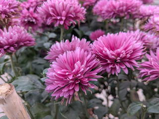 Pink Chrysanthemum Flower Macro &ndash; Chrysanthemum morifolium Garden Mum Bloom Close Up with Vibrant Petals