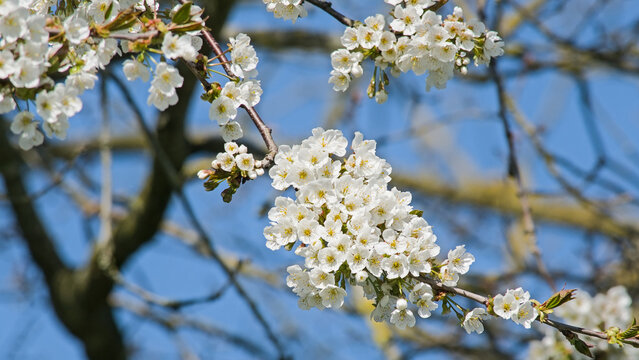 sunny branches of a wild cherry tree with white blossom clusters on a clear blue sky - prunus avium 