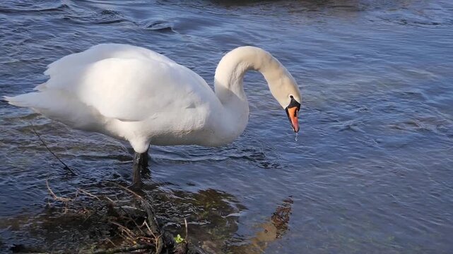 Mute Swan Drinking Water on Riverbank, Wild Swan Full Body Portrait With Neck Curved, Wildlife Nature Video