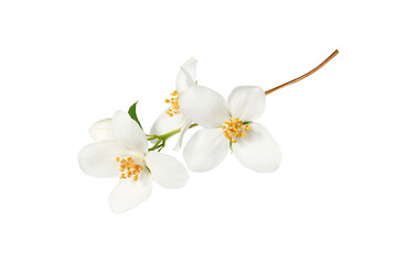 Branch with blooming jasmine flowers (Philadelphus coronarius) isolated on white background. Element for creating designs, cards, patterns, floral arrangements, frames, wedding cards and invitations. © Yuliia
