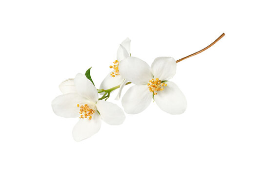 Branch with blooming jasmine flowers (Philadelphus coronarius) isolated on white background. Element for creating designs, cards, patterns, floral arrangements, frames, wedding cards and invitations.