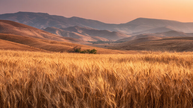 Realistic landscape photo of golden wheat field in ancient Judea at sunrise, dry rolling hills, warm dusty sky, soft desert haze, authentic Middle Eastern terrain, minimal composition with copy space