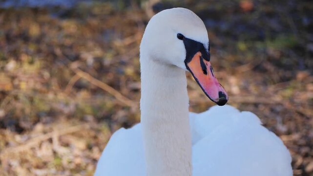 Mute Swan Close Up Portrait on Riverbank, White Swan Head and Neck Detail, Wildlife Nature Video