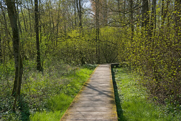 Wood walkway through a sunny green spring forest in in Rosdambeek valley nature reserve, Ghent, Flanders, Belgium 
