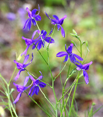 Consolida regalis blooms in the field