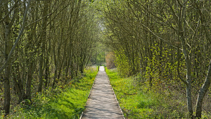 Naklejka premium Wood walkway through a sunny green spring forest in in Rosdambeek valley nature reserve, Ghent, Flanders, Belgium 