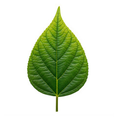 Obraz premium A vibrant green leaf with smooth edges and a glossy texture