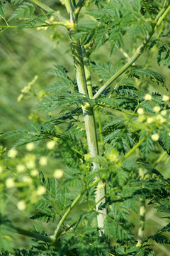 The poisonous plant Conium maculatum grows in nature