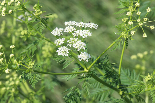 The poisonous plant Conium maculatum grows in nature