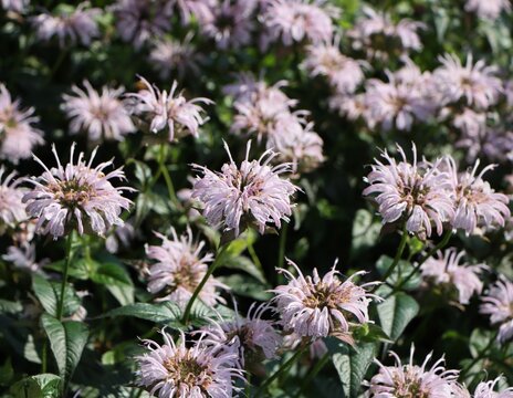 Monarda flowers growing in a garden