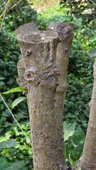 Fototapeta premium old tree trunk with a tree