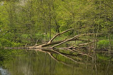 Obraz premium Dead fallen tree reflecting in the water of a pool in parkbos nature reserve, Ghent, Flanders, Belgium 