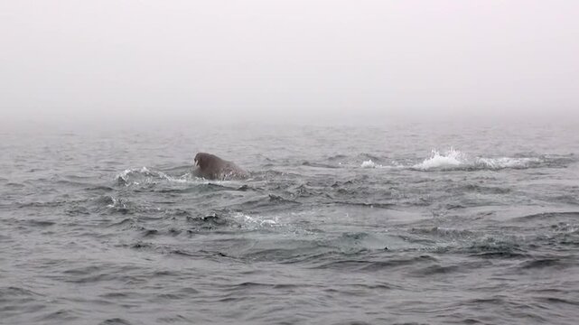 Majestic Walruses emerge from the Arctic mist, battling fiercely for territory in the turbulent shallows. This slow motion display captures a raw wildlife moment as they assert dominance.