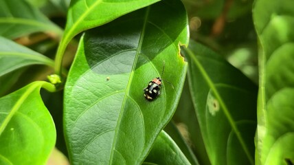 ladybug on green leaf © Jayne